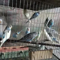 مرغ عشق|پرنده|بهارستان, |دیوار