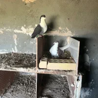 کبوتر