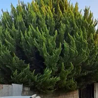 کاج لاوسون بزرگ