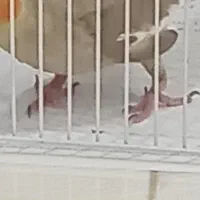 عروس هلندی ماده تخم گذار