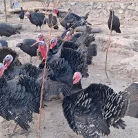 فروش بوقلمون محلی|حیوانات مزرعه|یامچی, |دیوار