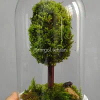 تراریوم ، موساریوم تک درخت. تک و تعداد.