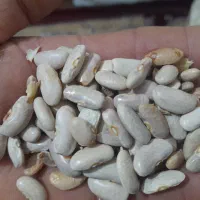 لوبیا عروس تمیز وکشاورزی اعلا|خوردنی و آشامیدنی|سجاس رود, |دیوار