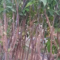 نهال گلدانی آماده کاشت....|خدمات باغبانی و درختکاری|زنجان, |دیوار