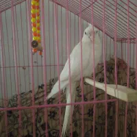 عروس هلندی آلبینو چشم شرابی