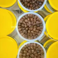 خرما برحی آبادان درجه یک|خوردنی و آشامیدنی|بندر ماهشهر, |دیوار