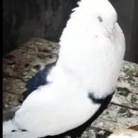 کبوتر .کفتر دمبی. سینه ای. سینه سیاه