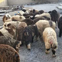 فروش تعدادی بره نر|حیوانات مزرعه|اهواز, کوی آغاجاری|دیوار