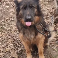 یک ژرمن زیبای مینیاتوری|سگ|ماهدشت, |دیوار