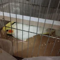 عروس هلندی یک نر یک ماده و یکی چهار ماهه|پرنده|گمیشان, |دیوار