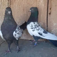 کبوترجفت سینه مشکی وسیاه