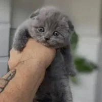 واگذاری گربه بریتیش اسکاتیش فولد