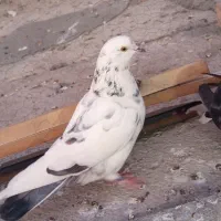 کفتر گرفتنی|پرنده|نسیمشهر, |دیوار