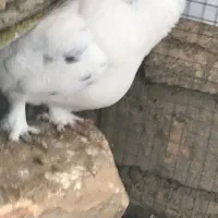 فروش۱۲تا کبوتر زاغ چشمنوک سوسنی کاشونی|پرنده|شاهینشهر, پاسداران|دیوار