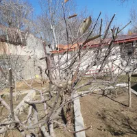 هرس درختهای میوه وانگور