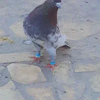 گبوتر|پرنده|بم, |دیوار