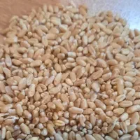 گندم مهرگان عمده سدشاوور|لوازم جانبی حیوانات|شوش, |دیوار