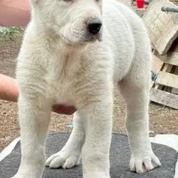 ماده البای بزرگترین ماده داخل ایران|سگ|ورامین, جعفر آباد اخوان|دیوار