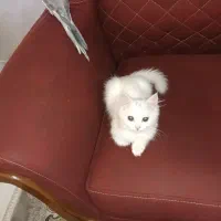 گربه پرشین اسکاتیش