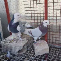 شازده‌هما سرور  شازده‌هما‌ کله