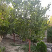 باغچه-فلت-400-متری-تابان-مهراباد