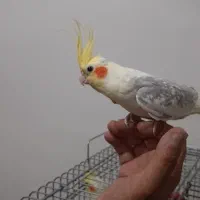 عروس هلندی سخنگو|پرنده|تهران, سبلان (لشگر)|دیوار