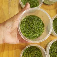 گیاه آبزی عدسک و آزولا