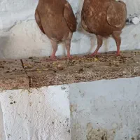 جفت جوجه کبوتر زرد|پرنده|بوشهر, |دیوار