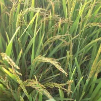 شلتوک|عمده‌فروشی|اهواز, امانیه|دیوار