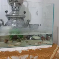 ماهی با اکفاریوم|ماهی|قوچان, |دیوار