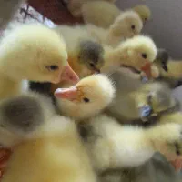 جوجه قوغاز وجوجه غاز محلی وجوجه اردک اسرائیلی