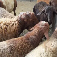 بره پرواری|حیوانات مزرعه|باوله, |دیوار