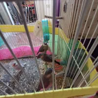 فنچ نرگسی سیلور وشکلاتی به همراه جوجه