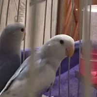 کوتوله برزیلی ۴ ماهه