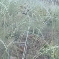 بابت پاک سازیه طبیعت