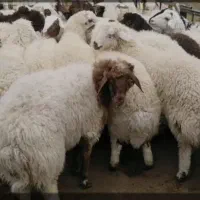 بره بزرگ