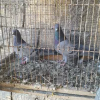 جفت کله ای|پرنده|زرندیه, |دیوار