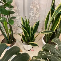 گل سانسوریا