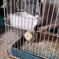 عروس هلندی نر ماده