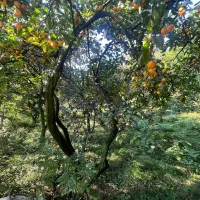 زمین واقع در دروپی|فروش زمین و ملک کلنگی|پایین هولار, |دیوار