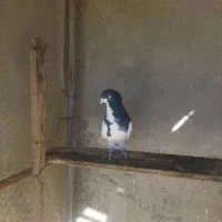 یال سیاه نرزرنگ