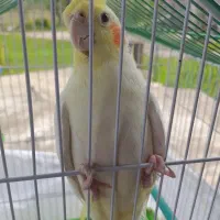 عروس  هلندی