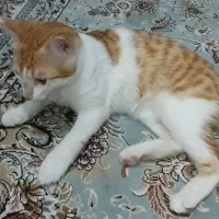 گربه|گربه|یاسوج, |دیوار