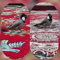 قناری دمزرد