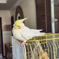 عروس هلندی نر سخنگو