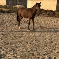 فروش مادیون ابستن سواری رهوار