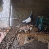 چند کبوتر آس|پرنده|ماسال, |دیوار