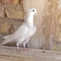 طوقی