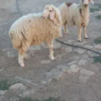 بز گوسفندی و بزغاله بدون بو ضمانتی|حیوانات مزرعه|کرمانشاه, |دیوار