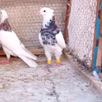 طوقی هفترنگ کاکلی نر ۲تا